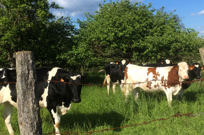 Les vaches à proximité du village